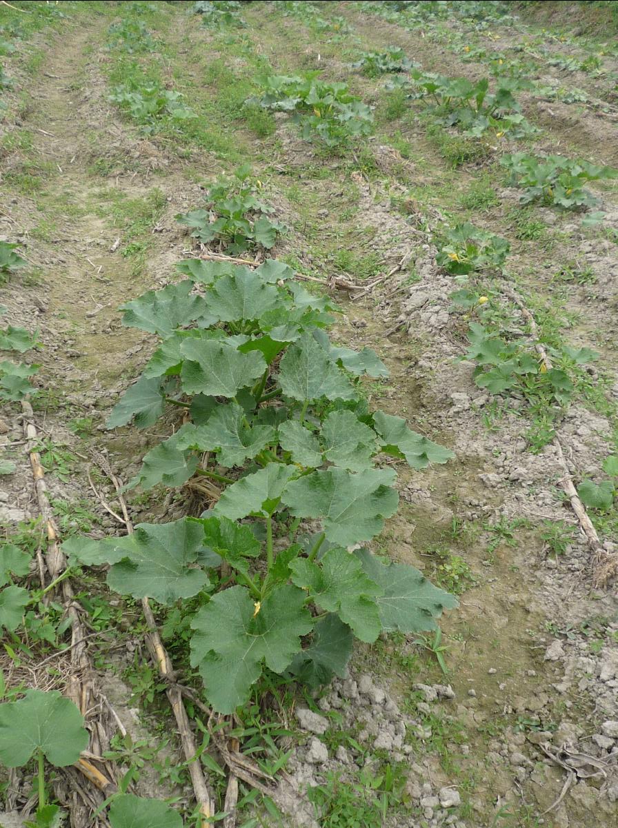 20101127 THE Organic Farm61